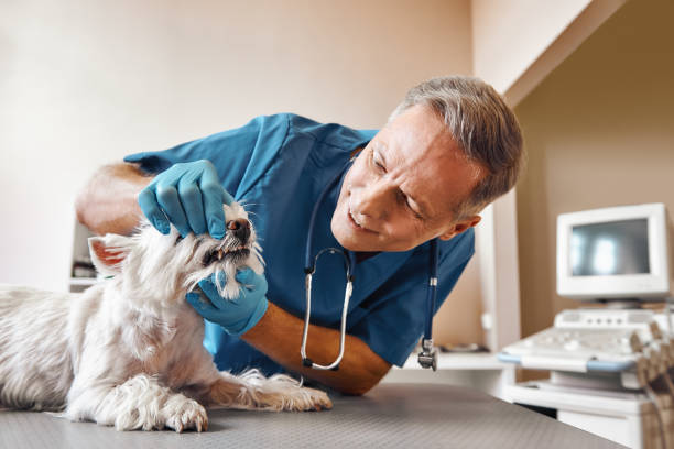 Best Chipped Tooth Repair Near Me  in State Line, PA